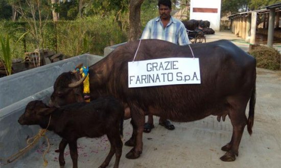 India - Sociale - Acquisto bufala da latte per orfanatrofio di Vijayawâda, Andhra Pradesh